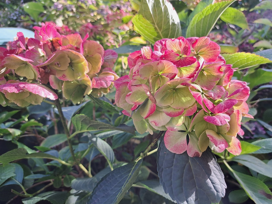 Herbstliches Farbenspiel im Gaga-Garten