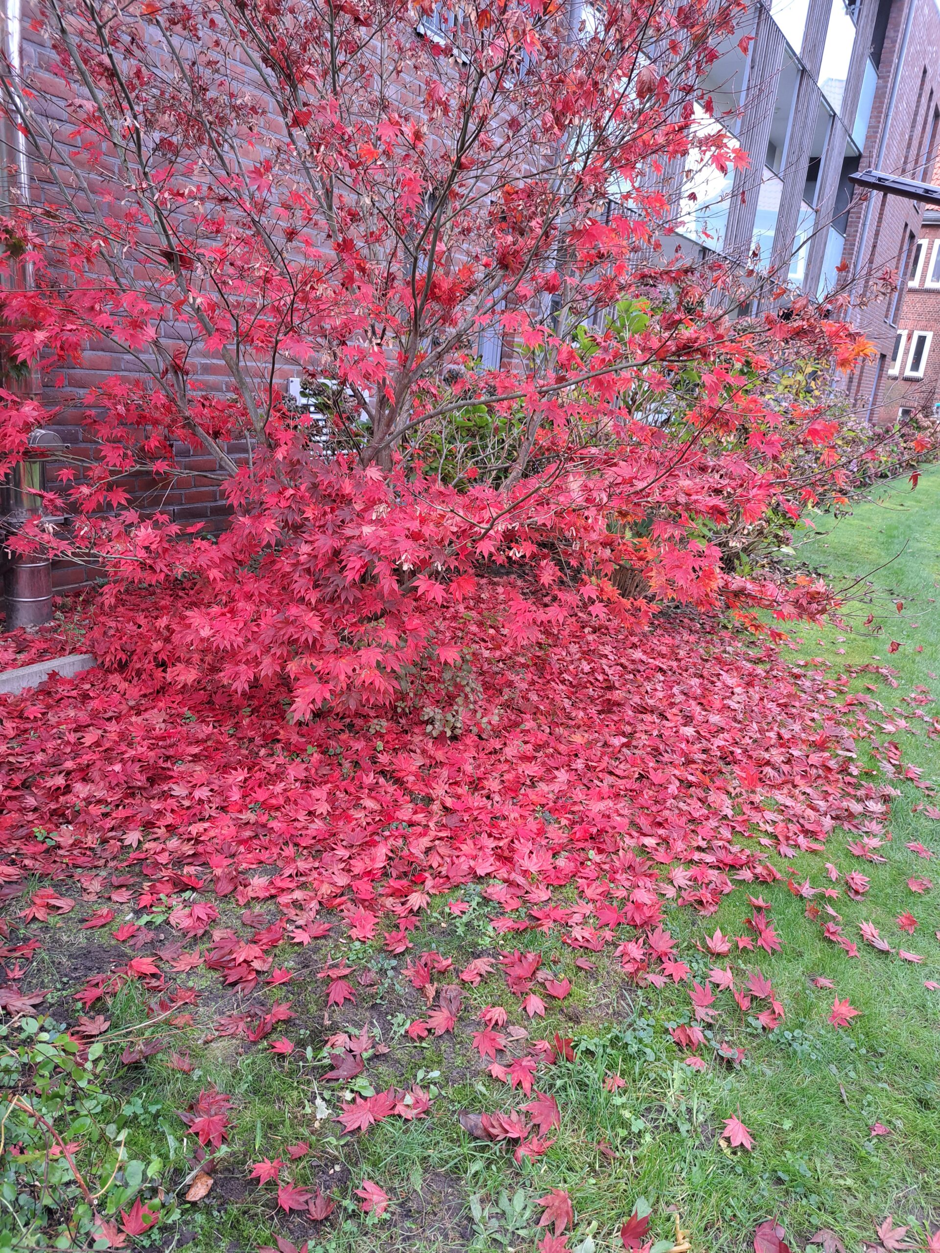 Indian Summer bei Gaga?